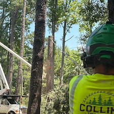 Multiple-Tree-Removals-in-Stevensville-MD 2